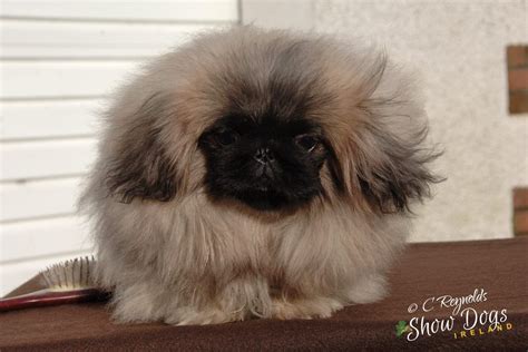 Pekingese Dogs And Puppies For Sale Pets4homes Pekingese Puppies