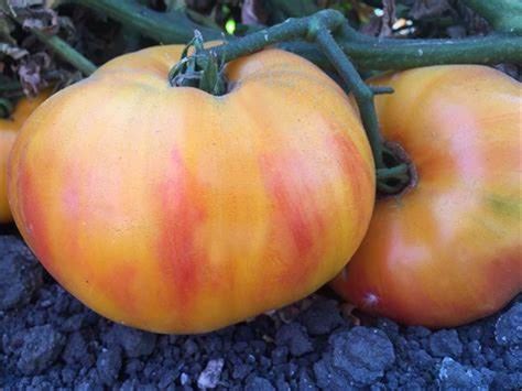 Gold Medal Tomato Seeds Etsy