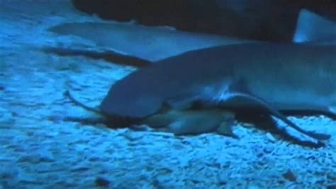 Baby Nurse Shark Birth Captured On Camera Youtube