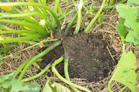 Herbicide method and manual removal. How To Get Rid Of Squash Vine Borers Organically - Get ...