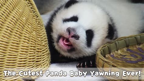 The Cutest Panda Baby Yawning Ever Ipanda Youtube