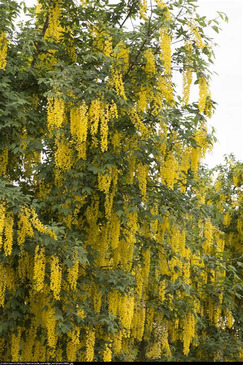 Tree with yellow hanging flowers uk. Złotokap Waterea Vossii - Laburnum x watereri Vossi