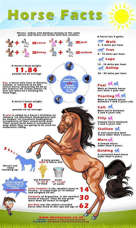 Interesting Facts About Horses Visually Interesting Facts About