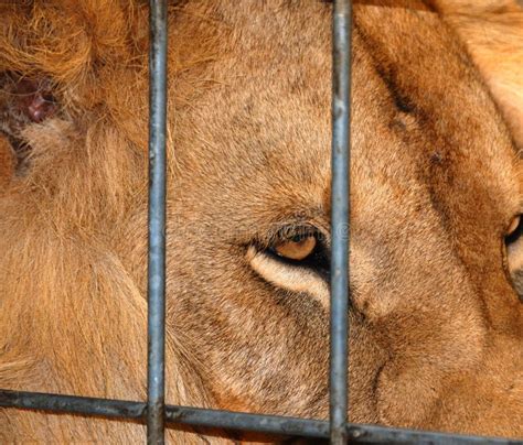 Lion In A Cage Stock Photo Image Of Closeup Caged 138925036