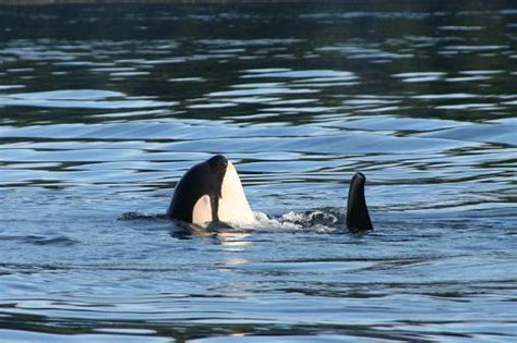 Orca Spyhopping Grizzly Bear Tours And Whale Watching Knight Inlet