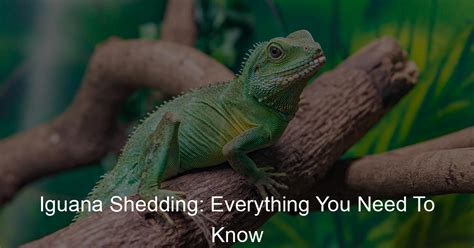 Iguana Shedding Everything You Need To Know Iguanas Life