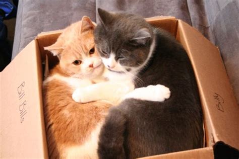 Funny Animals Wallpapers Cats In A Box Photo