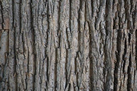Natural Tree Bark Texture Seamless Tree Bark Texture Endless Wooden