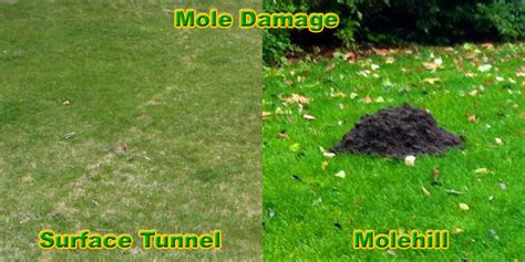 How To Get Rid Of Moles In The Yard Or Lawn