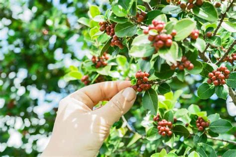 How To Take Care Of Your Coffee Plant With Brown Leaves