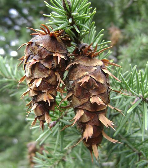 Douglas fir vs pine tree. Fir, Douglas | Nebraska Forest Service