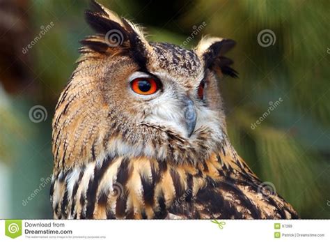 Philippine eagle owl bubo philippensis. Photo about A picture of an almost extinct eagle owl ...