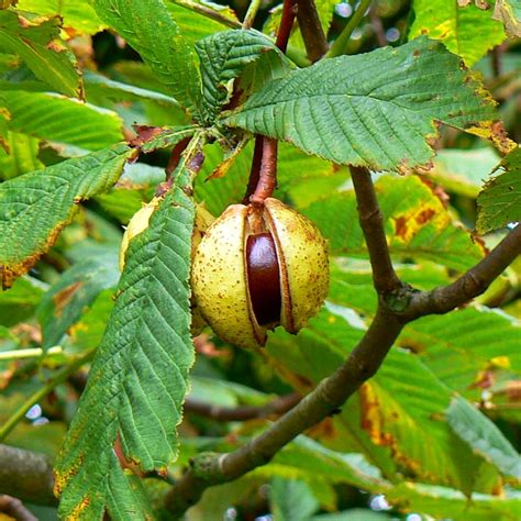 Conker Horse Chestnut Dorcan Way © Brian Robert