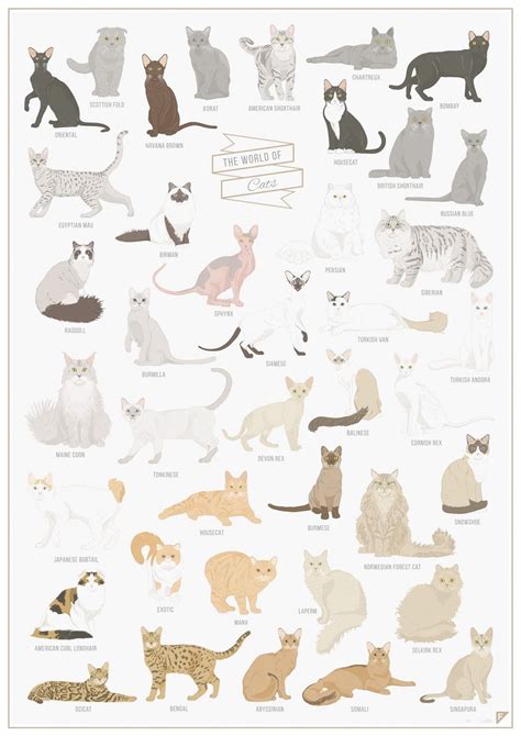 Chart A Beautiful Illustrated Poster Of Cat Breeds Around The World