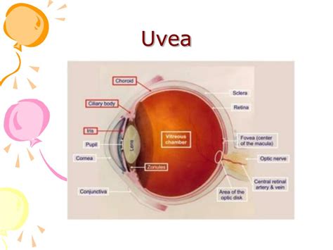 Ppt Uveal Tract And Uveitis Powerpoint Presentation Free Download Id Ef3