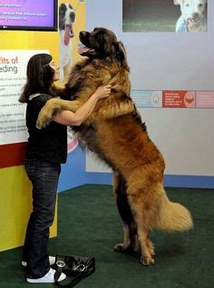 Wojak npc orange man bad. Caucasian Shepherd Russian Prison Dogs | Black Dolphin - Russian Prison - The AK Files Forums ...