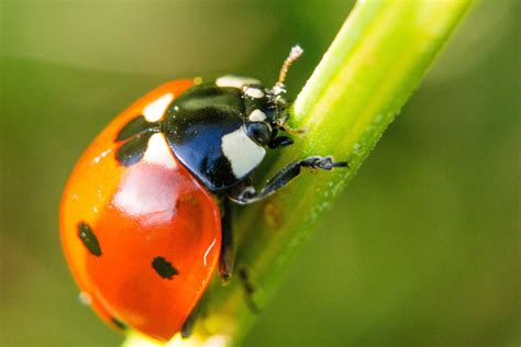 In the last several years bed bugs have made a resurgence to become a much more common and difficult to control problem. Ladybugs | Invading Ladybugs | Sevierville, TN