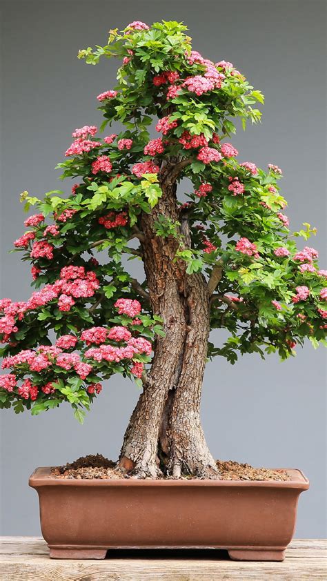 Download 1080x1920 Wallpaper Bonsai Tree Flora Samsung