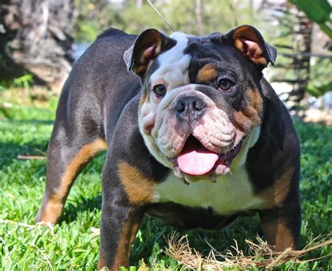 We use a puppy nanny that will fly with your puppy to meet at a major airport included in price. blue english bulldog | BLUE TRI ENGLISH BULLDOG MEET ORLY ...