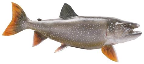 Examples of Indicator Species | Education - Seattle PI