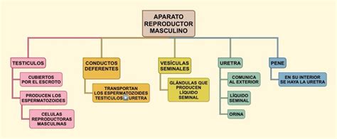 Aparato Reproductor Masculino Mapa Conceptual Gu A Paso A Paso