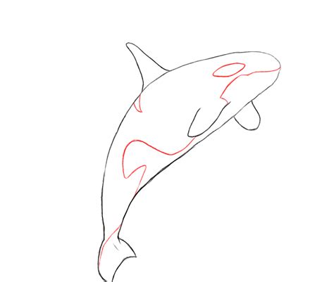 Whale coloring pages allow children to learn about the various types and species of this large underwater creature. How To Draw A Killer Whale - Draw Central