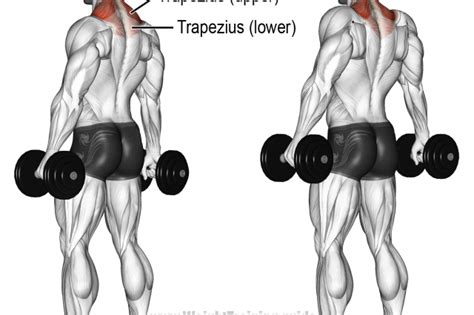 Pin On Back Exercises