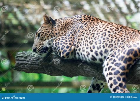 Ein Leopardpanther Panthera Pardus Beim Stillstehen Auf Einem Baumast