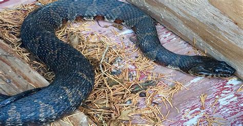 Express pest control greenwich pride ourselves on offering one of the areas premier 24 hour emergency* pest control solutions. Snake Control Service in Rhode Island: RI Snake Control