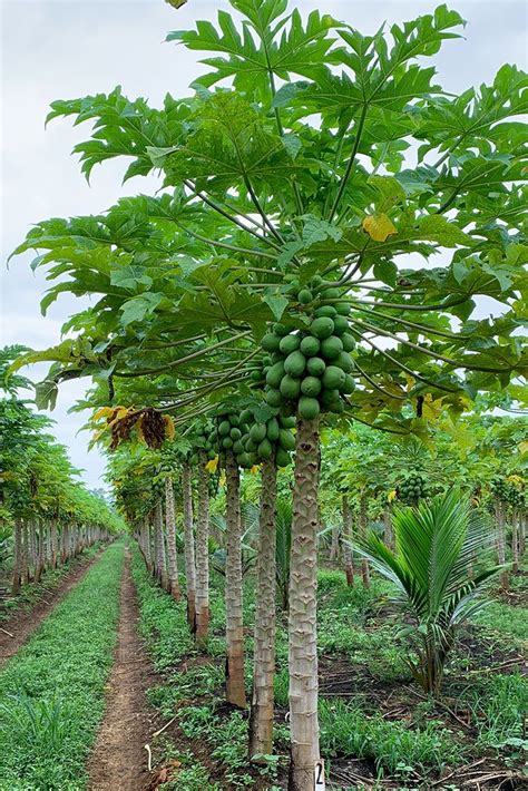 Papayas Grow On Tall Bushes Not Trees The Fruit Grows In A Spiral