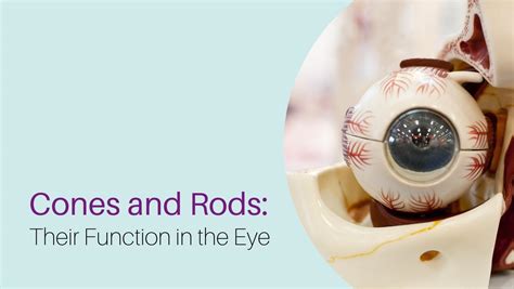 How Cones And Rods Function In The Eye Oxford Vision Care