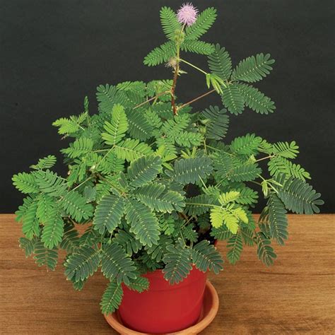 Pudica, were less shy in ascribing to it feelings and perception. Mimosa pudica Sensitive Plant: Logee's Rare & Unusual Plants