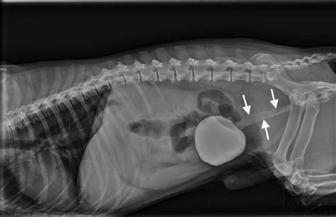 Image Gallery Primary And Metastatic Tumors Part 1 Veterinary Team Brief