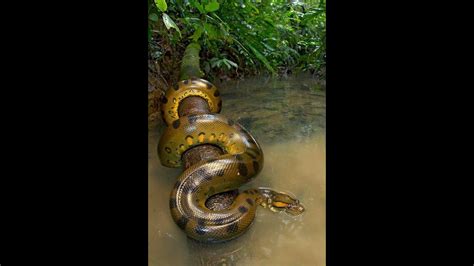 Green Anaconda Video Must See Giant Snake Monster Youtube