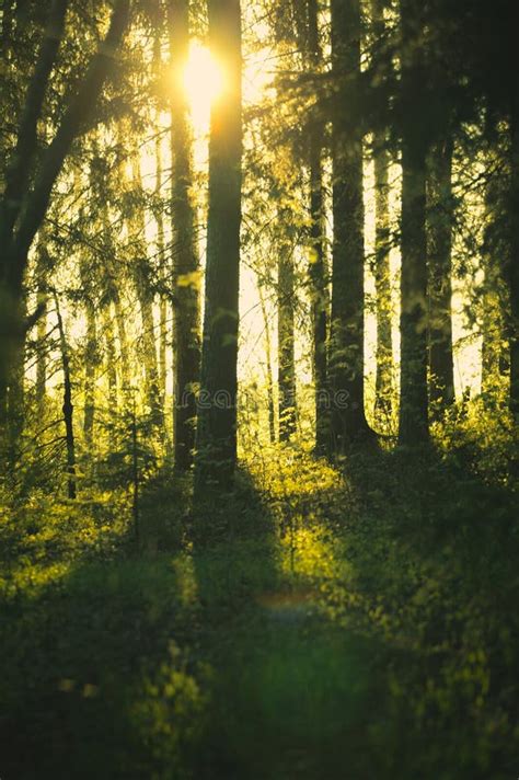 Sunshine In Forest Stock Photo Image Of Outdoors Beams 34472820