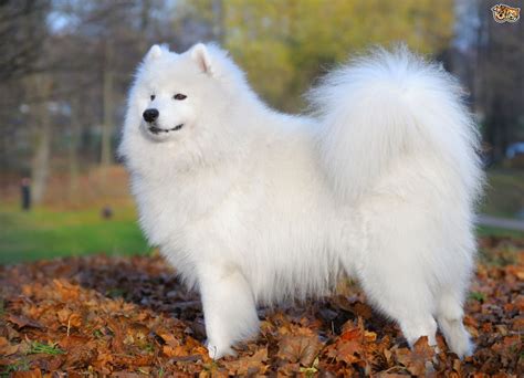 Some More Information About The Samoyed Dog Breed Pets4homes