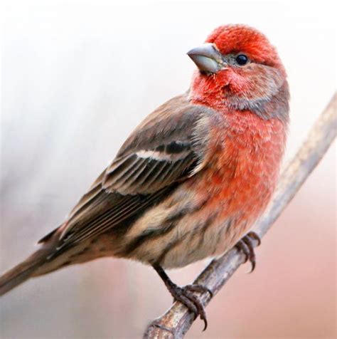 House Finch The Audubon Birds And Climate Change Report