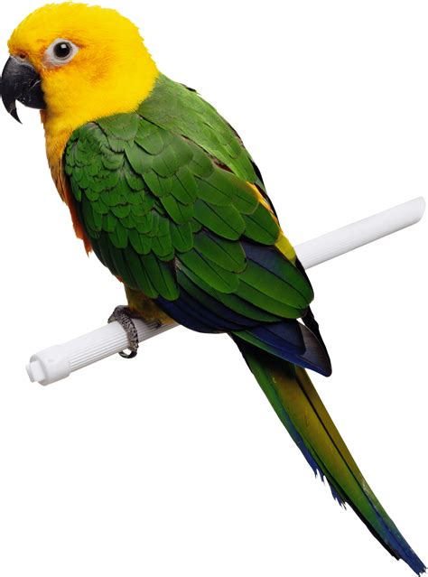 Download Green Yellow Parrot Png Images Download Hq Png Image Freepngimg