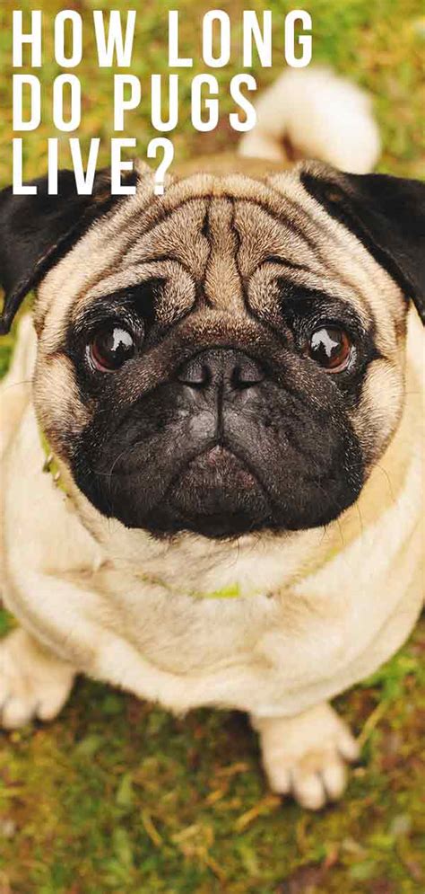 Are woodpeckers afraid of owls? How Long Do Pugs Live, and How to Help Them Get Healthier