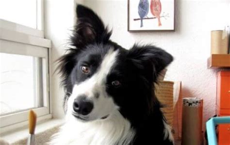 16 Border Collie Pictures That Are Purrfectly Funny The Dogman
