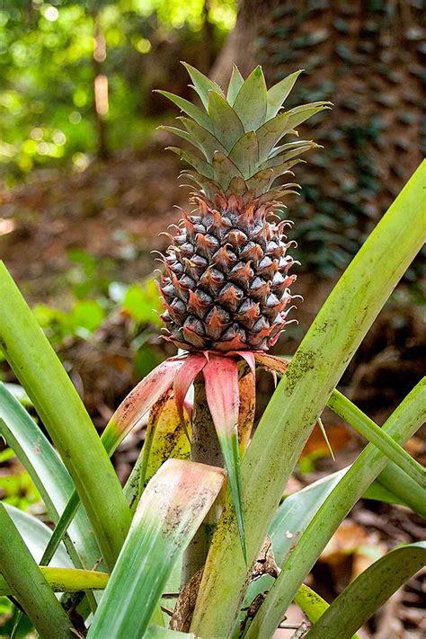 How Is Pineapple Grown