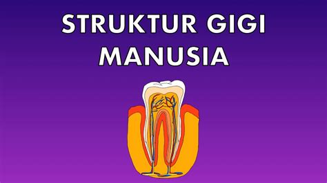 Awanama 7 mac 2015 9:46 ptg. Sains Tahun 3: Struktur Gigi Manusia #cikgooTube # ...
