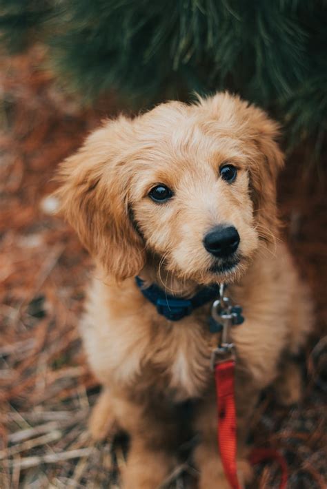 Maybe you would like to learn more about one of these? 7 Pawesome Goldendoodle facts you probably didn't know about