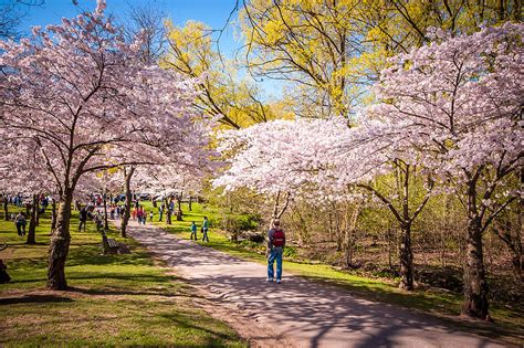 Cherry Blossoms In High Park Could Bloom As Early As This Week