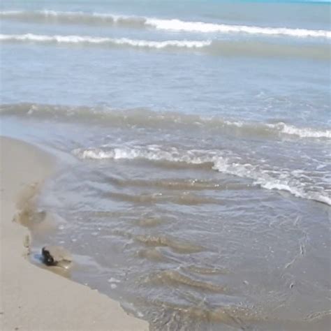 Sesso In Spiaggia A Reggio Calabria Due Giovani Denunciati Gazzetta Del Sud