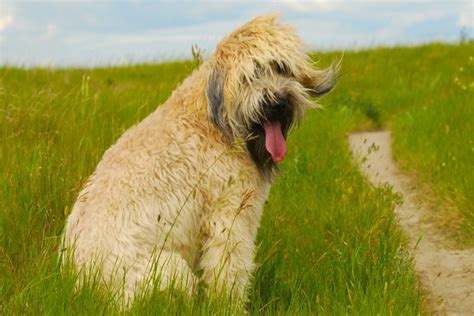 10 Long Haired Dog Breeds — Pet Central By Chewy