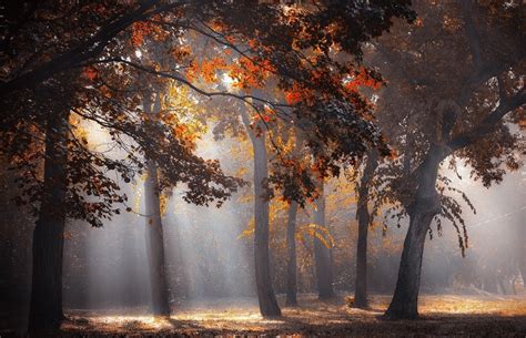 2500x1660 Nature Landscape Forest Mist Sun Rays Red Leaves Fall Trees
