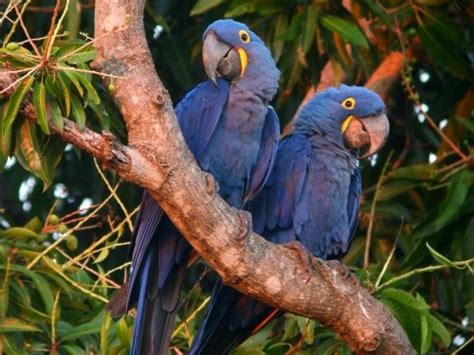 Top 10 Most Rare Rainforest Birds 8 Hyacinth Macaw Anodorhynchus