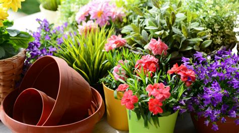Tutte le piante appartamento che fioriscono in estate con relativa scheda. Scopri ORA i fiori da piantare ad Aprile! | Giardinaggio ...