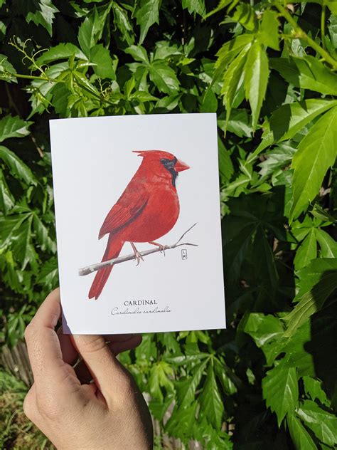 Bird Note Cards Set Of 7 Bird Greeting Cards Set Of 7 Bird Note Cards